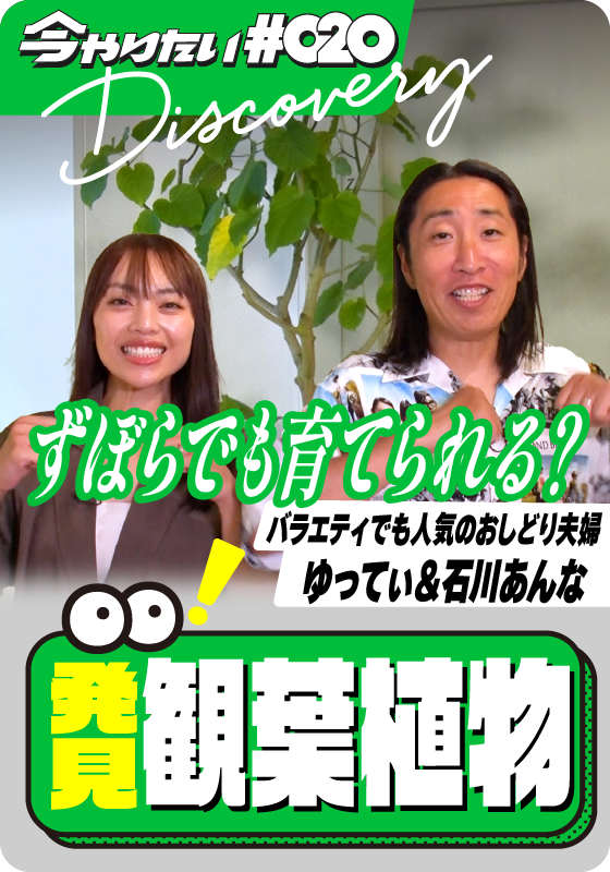 発見！観葉植物サムネイル画像