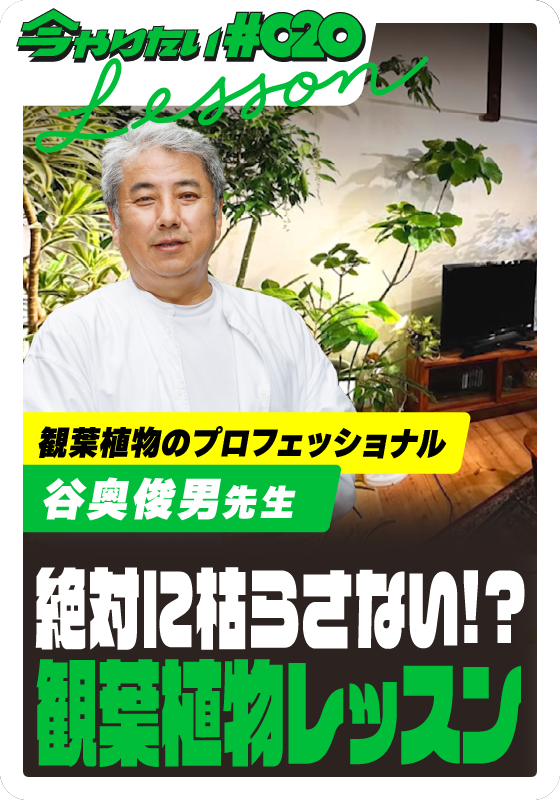 絶対に枯らさない！？観葉植物レッスンサムネイル画像