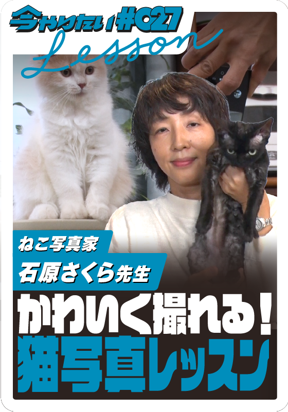 かわいく撮れる！猫写真レッスンサムネイル画像